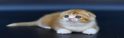 Scottish Fold cats for sale: LICENSED CATTERY PURE BREED TOP QUALITY KITTENS - Advert 9
