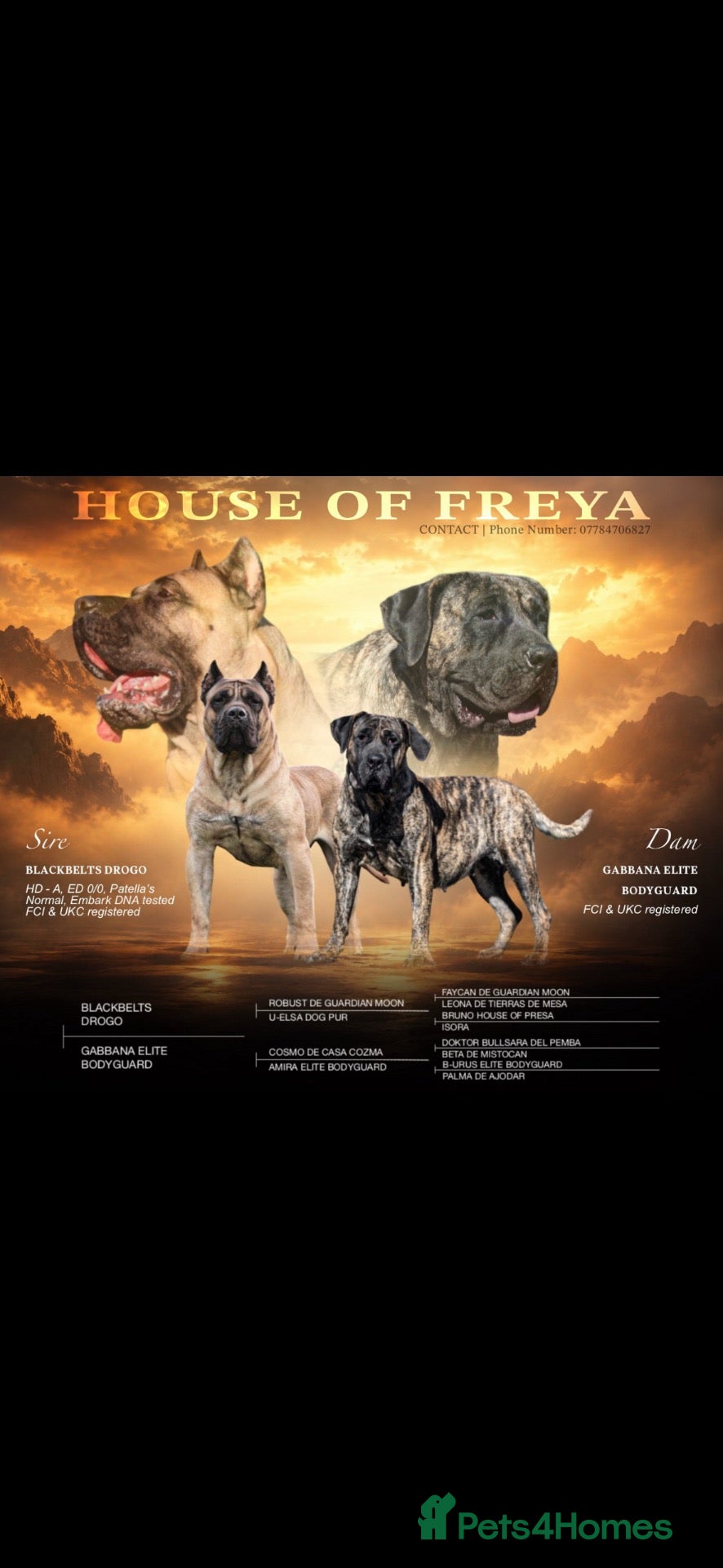 Presa Canario dogs for sale: Presa Canario pups  - Advert 1