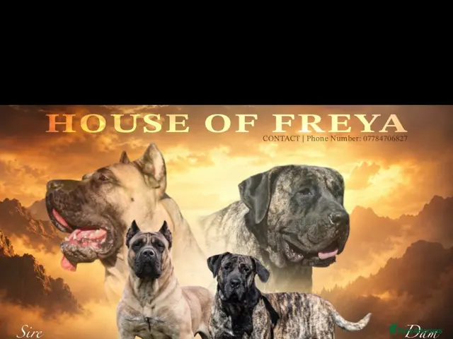 Presa Canario dogs for sale: Presa Canario pups - Advert 1