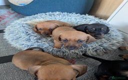 Dachshund dogs for sale: 8 week old Dachshunds  - Image 12