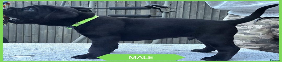 Cane Corso Puppy Green