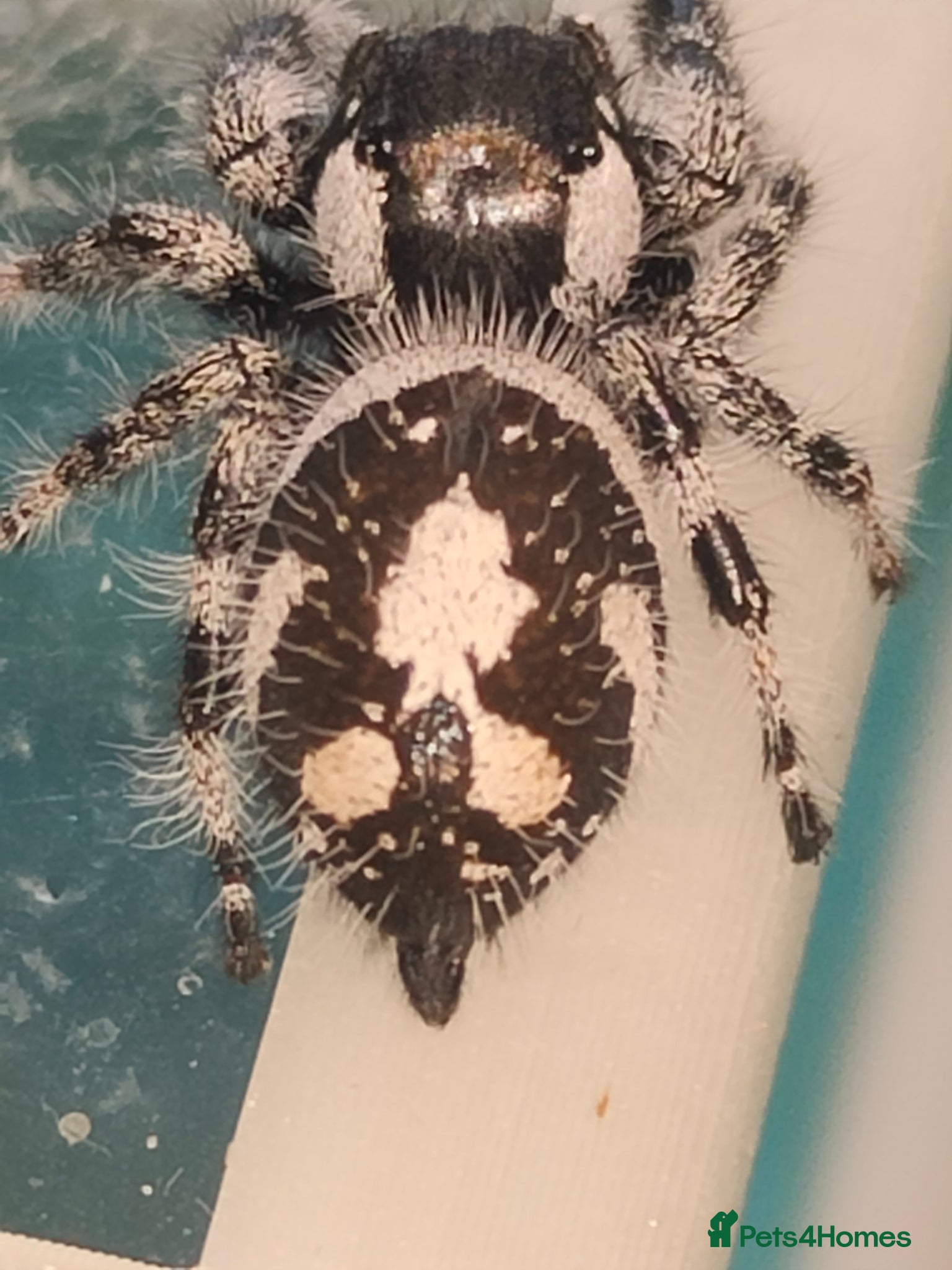 Spiders invertebrates Jumping spiders/Phidippus regius Bahamas/ - Advert 14