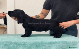 Cocker Spaniel dogs for sale: READY NOW Last boy, import line show cockers - Image 10