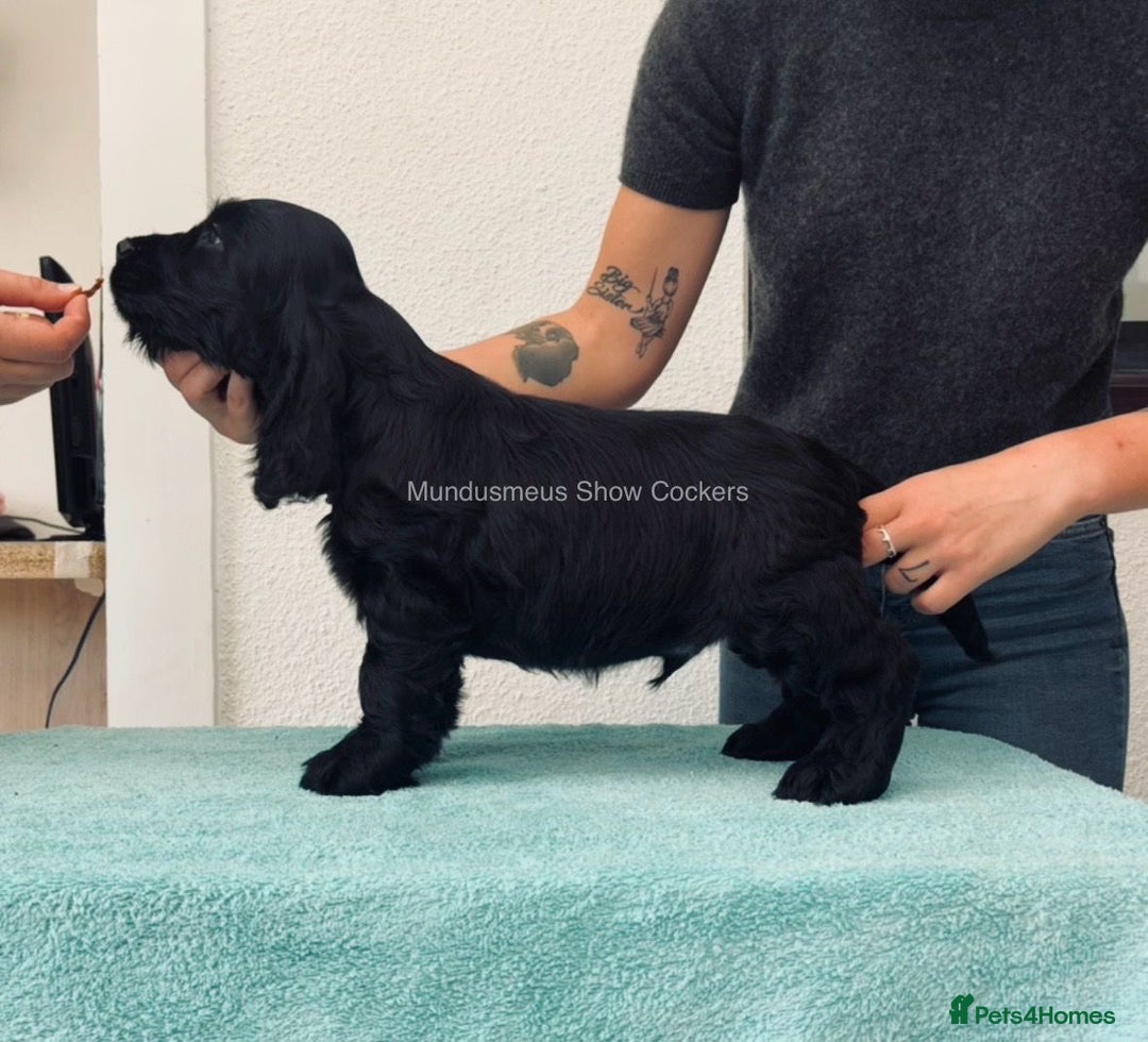 Cocker Spaniel dogs for sale: READY NOW Last boy, import line show cockers - Image 10