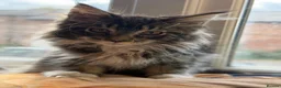 Maine Coon cats for sale: Stunning Gccf reg maine coon kittens  - Advert 10