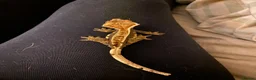 Gecko reptiles for sale: Mix of reptiles  - Advert 1