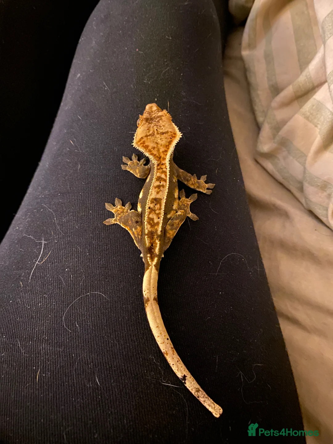 Gecko reptiles for sale: Mix of reptiles  - Advert 1