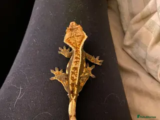 Gecko reptiles Adult male crested gecko - Advert 1