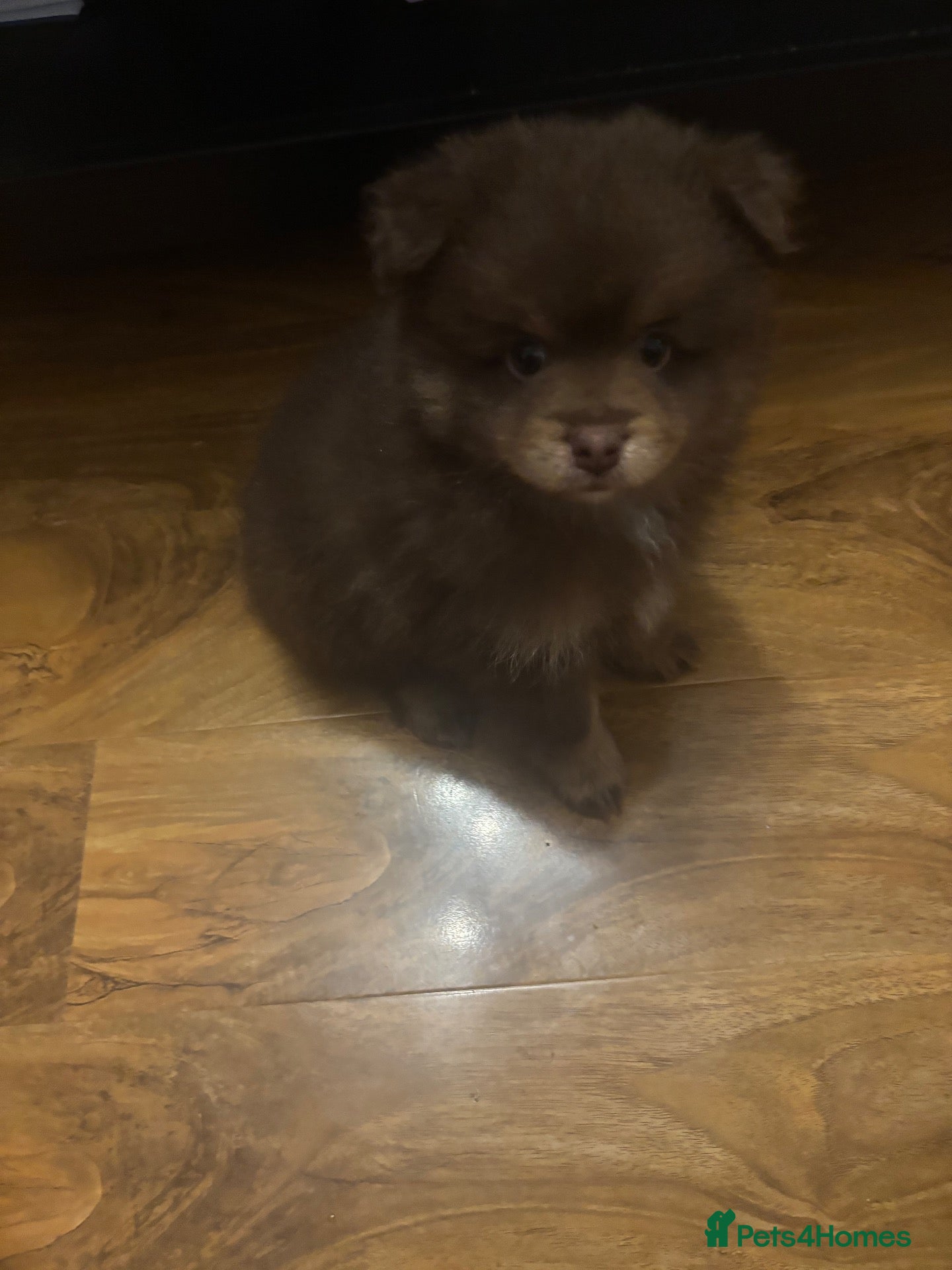 Pomeranian dogs for sale: X2 boy Pomeranians  - Advert 1