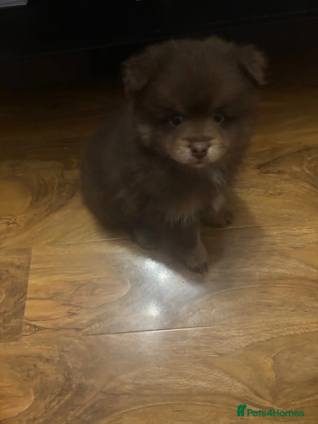 Pomeranian dogs for sale: X2 boy Pomeranians  - Advert 1