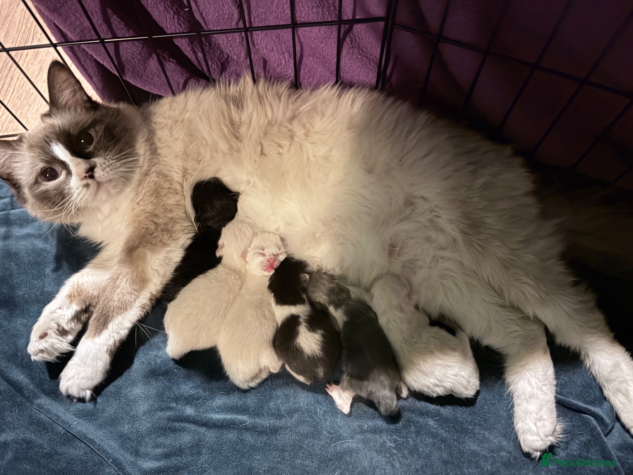 Ragcoon cats Ragdoll Maine Coon Kittens  - Advert 1