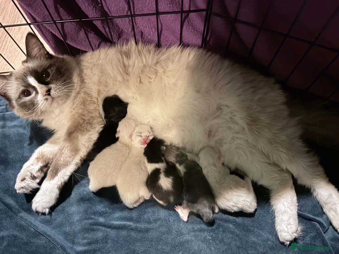 Ragcoon cats for sale: Ragdoll Maine Coon Kittens  - Advert 1