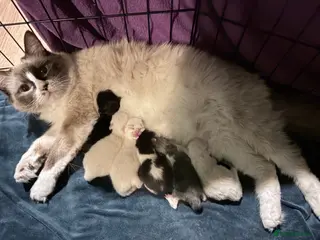 Ragcoon cats Ragdoll Maine Coon Kittens - Advert 1