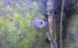 Cichlids fish for sale: Blue acara  - Image 4