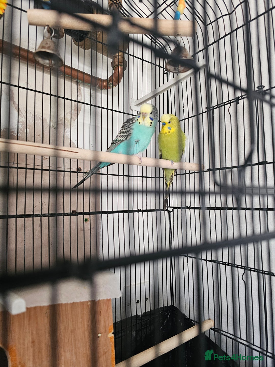 Budgerigars birds for sale: beautiful birds - Advert 2