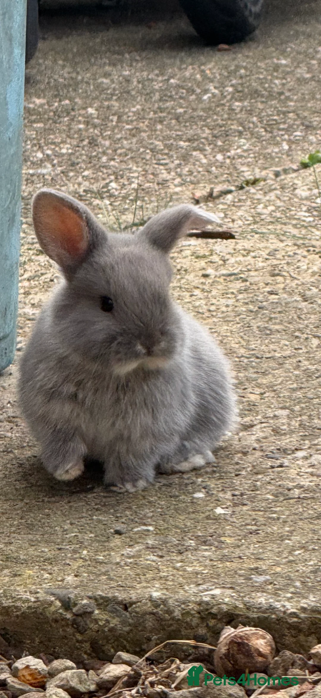 French Lop rabbits for sale: French lop - Advert 2