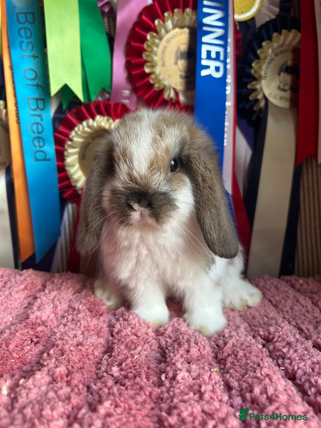 Mini Lop rabbits for sale: Vaccinated mini lop and lion lop babies - Advert 2