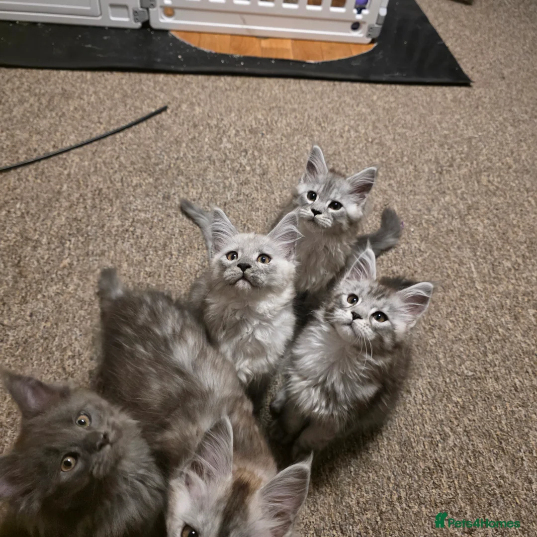 Maine Coon cats for sale: Tica reg kittens- neutered. 3 left Ready soon - Advert 8