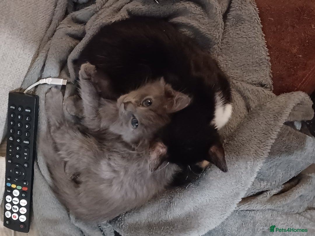 Mixed Breed cats for sale: 4 month old male long haired mixed - Advert 4