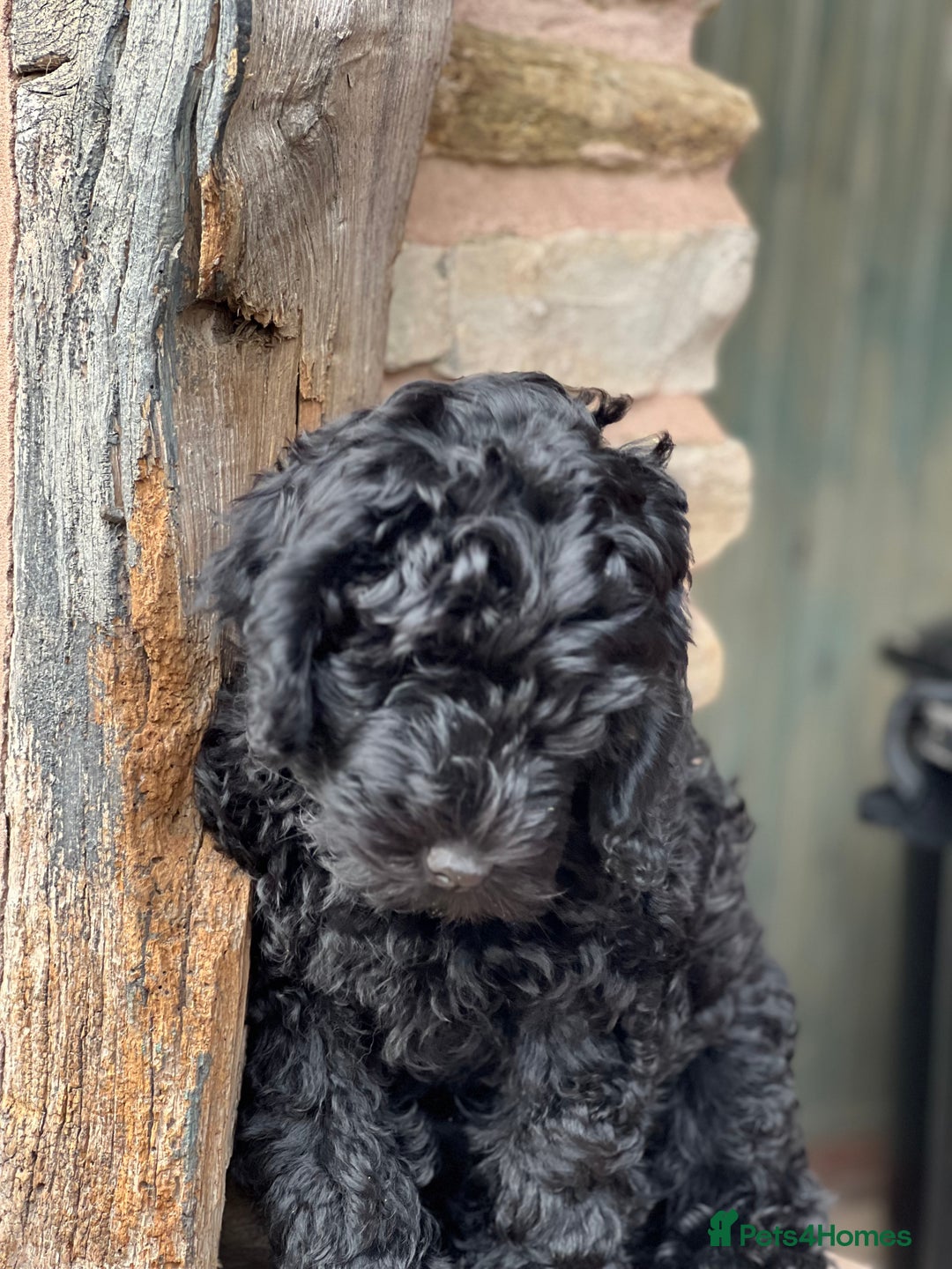 Mini Goldendoodle dogs for sale: Stunning mini F1bb Goldendoodles - Image 5