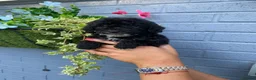 Cockapoo dogs for sale: (LAST 4 PUPS) Amazing miniature Cockapoo Puppies  - Advert 8