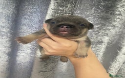 French Bulldog dogs for sale: Beautiful frenchie puppies 🐶  - Image 13