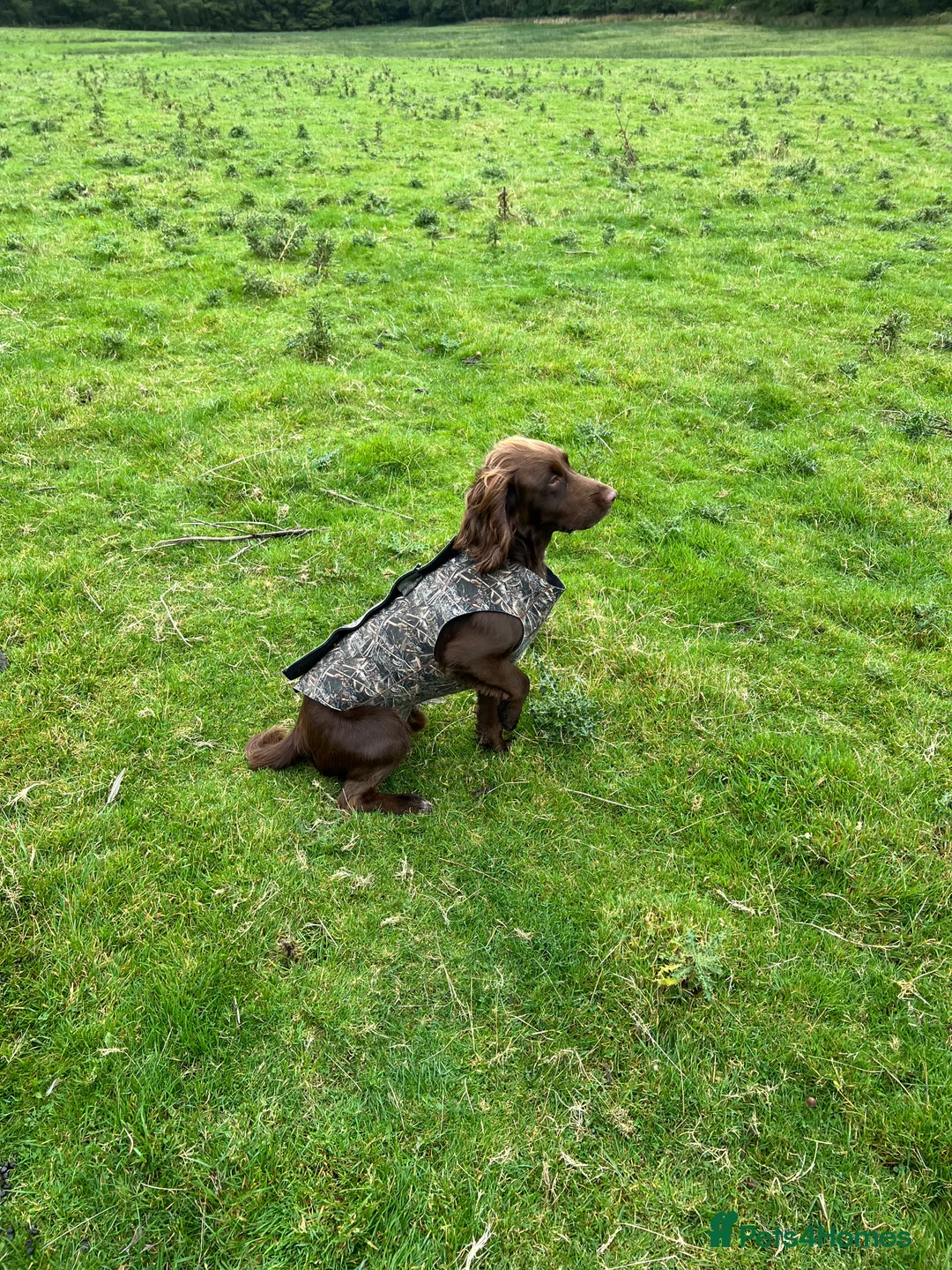 Cocker Spaniel dogs for stud: Cocker spaniel for stud extensively health tested  in Shrewsbury - Advert 34