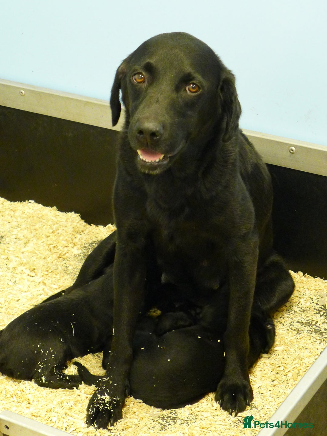 Cockerdor dogs for sale: COCKERDOR PUPS - Image 1