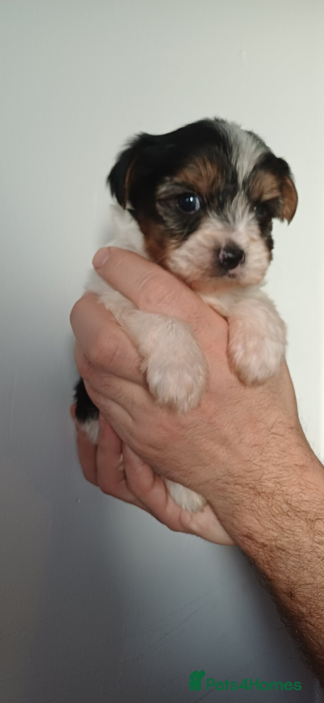 Yorkshire Terrier dogs for sale: 100% Biewer yorkshire-terrier Pedigree  - Advert 4