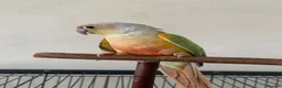 Conures birds for sale: Male pineapple green cheek conure for sale  in Armagh - Advert 9