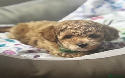 Cavapoochon dogs for sale: Outstanding Cavapoochon Boy Now Available  - Image 4