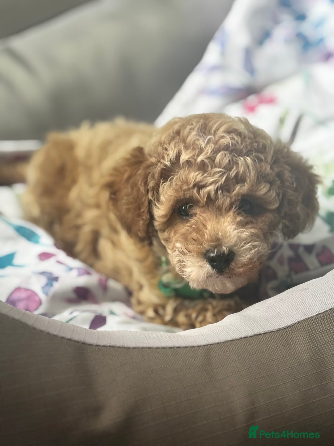 Cavapoochon dogs for sale: Outstanding Cavapoochon Boy Now Available  - Image 4
