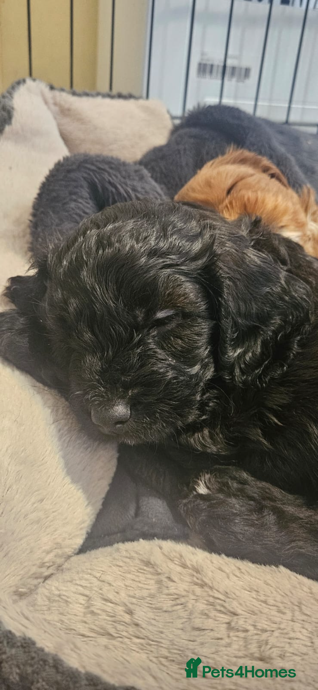 Cavapoo dogs for sale: Gorgeous Cavapoo puppies  - Advert 14