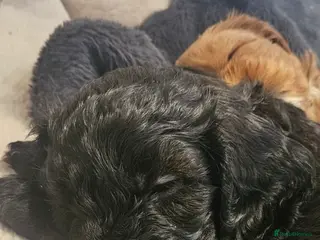 Cavapoo dogs Gorgeous Cavapoo puppies - Advert 2