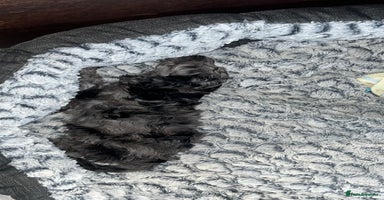 Cockapoo dogs 🐾🩷LAST BLUE MERLE GIRL COCKAPOO REMAINING 🩷🐾  - Advert 9