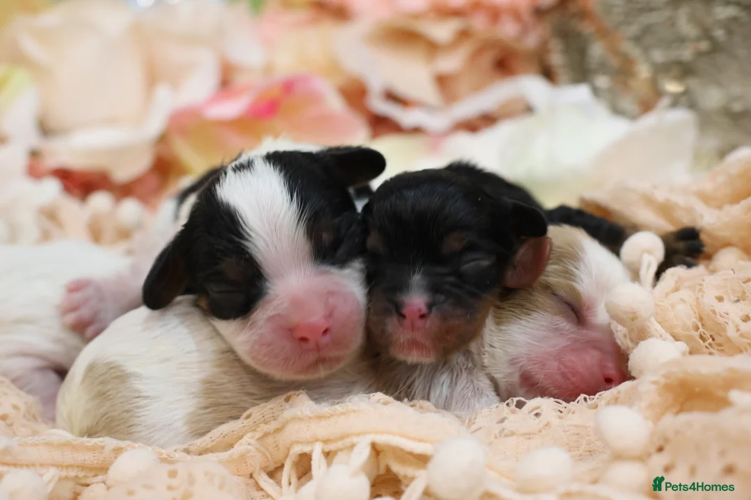 Cavalier King Charles Spaniel dogs for sale: HEALTH TESTED KC Cavalier King Charles Spaniels - Advert 1