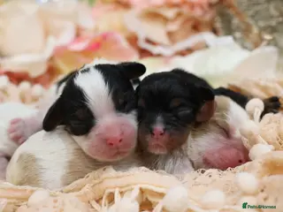 Cavalier King Charles Spaniel dogs HEALTH TESTED KC Cavalier King Charles Spaniels - Advert 1