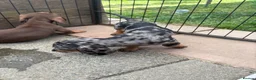 Dachshund dogs for sale: Absolutely gorgeous litter of 5 dachshund puppies - Advert 14