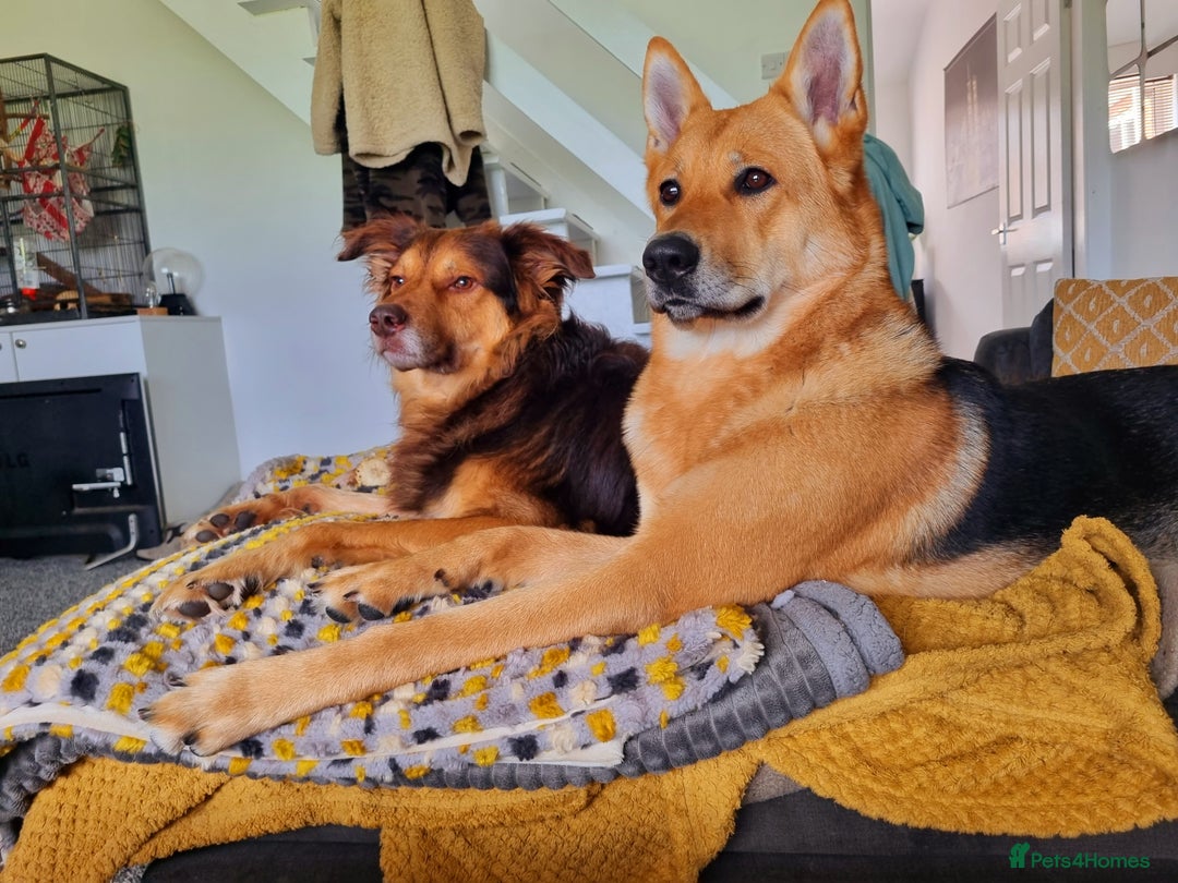 Mixed Breed dogs for sale: German shepard cross for sale - Advert 7