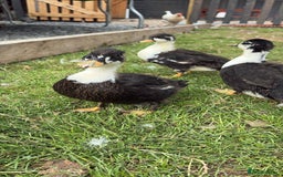 Ducks poultry for sale: 2 drake magpie call ducks  - Image 1