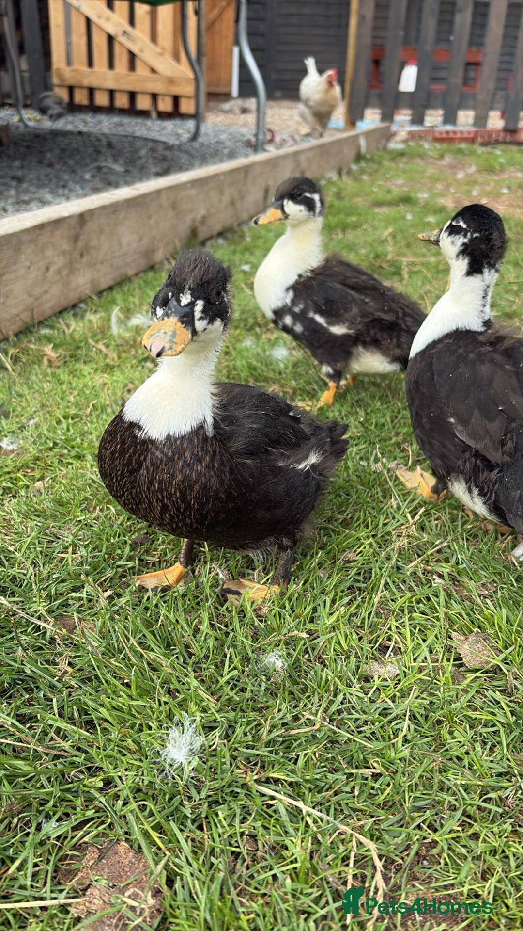 Ducks poultry for sale: 2 drake magpie call ducks  - Image 1
