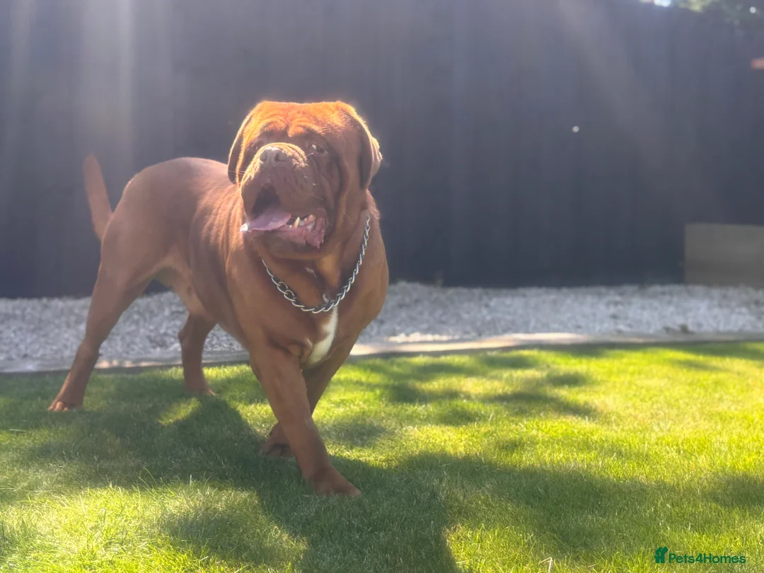 Dogue De Bordeaux dogs for stud: **STUD** not for sale kc Bordeaux  - Advert 5