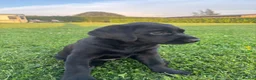 Labrador Retriever dogs for sale: Stunning black Labrador pups for sale  - Advert 3