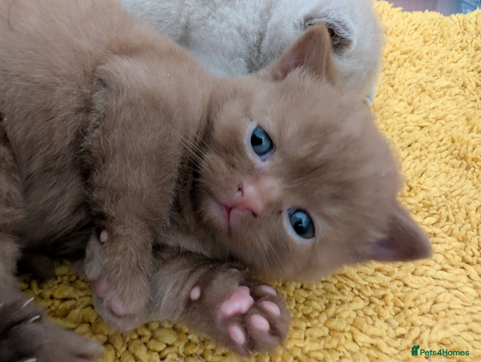 British Shorthair cats Full British short hair kittens - Advert 2