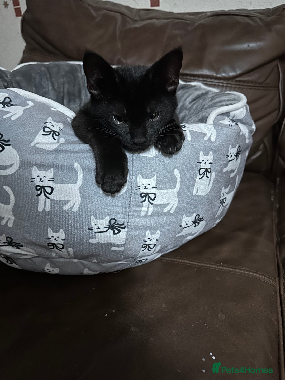 Mixed Breed cats for sale: Amazing Half Bengals !!! - Advert 20