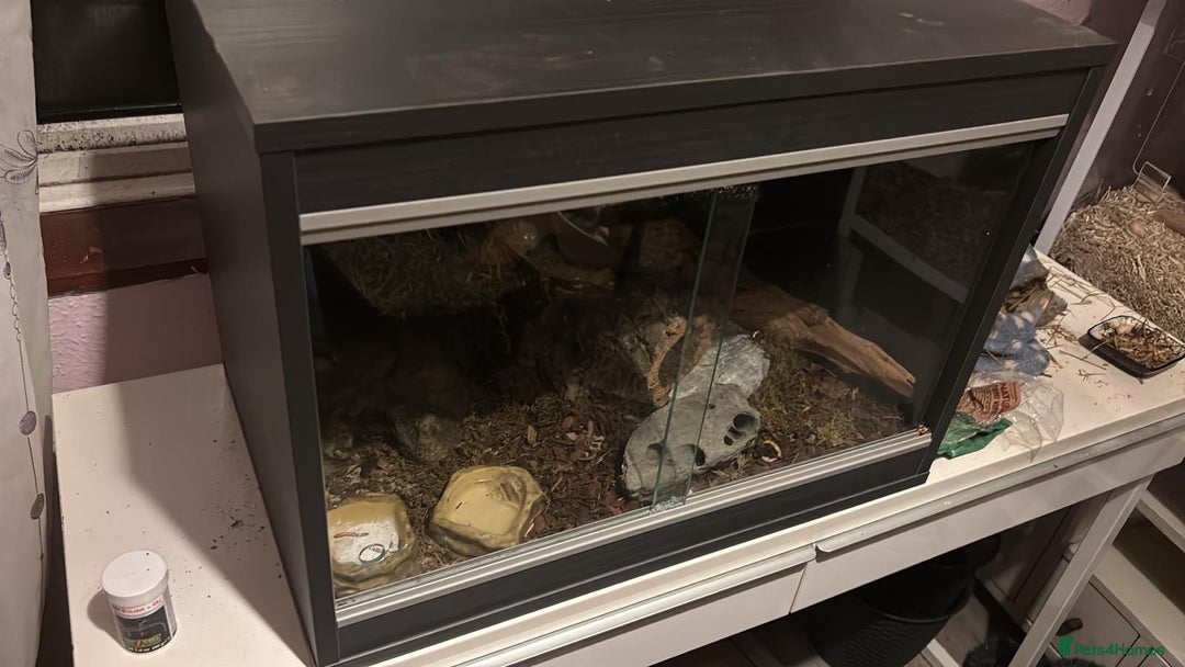 Leopard Gecko reptiles for sale: Young leopard gecko with full set up - Advert 4