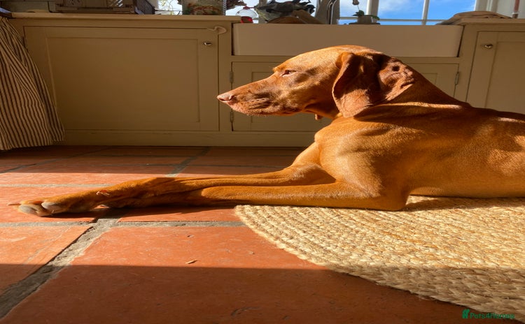 Hungarian Vizsla dogs - Advert 1