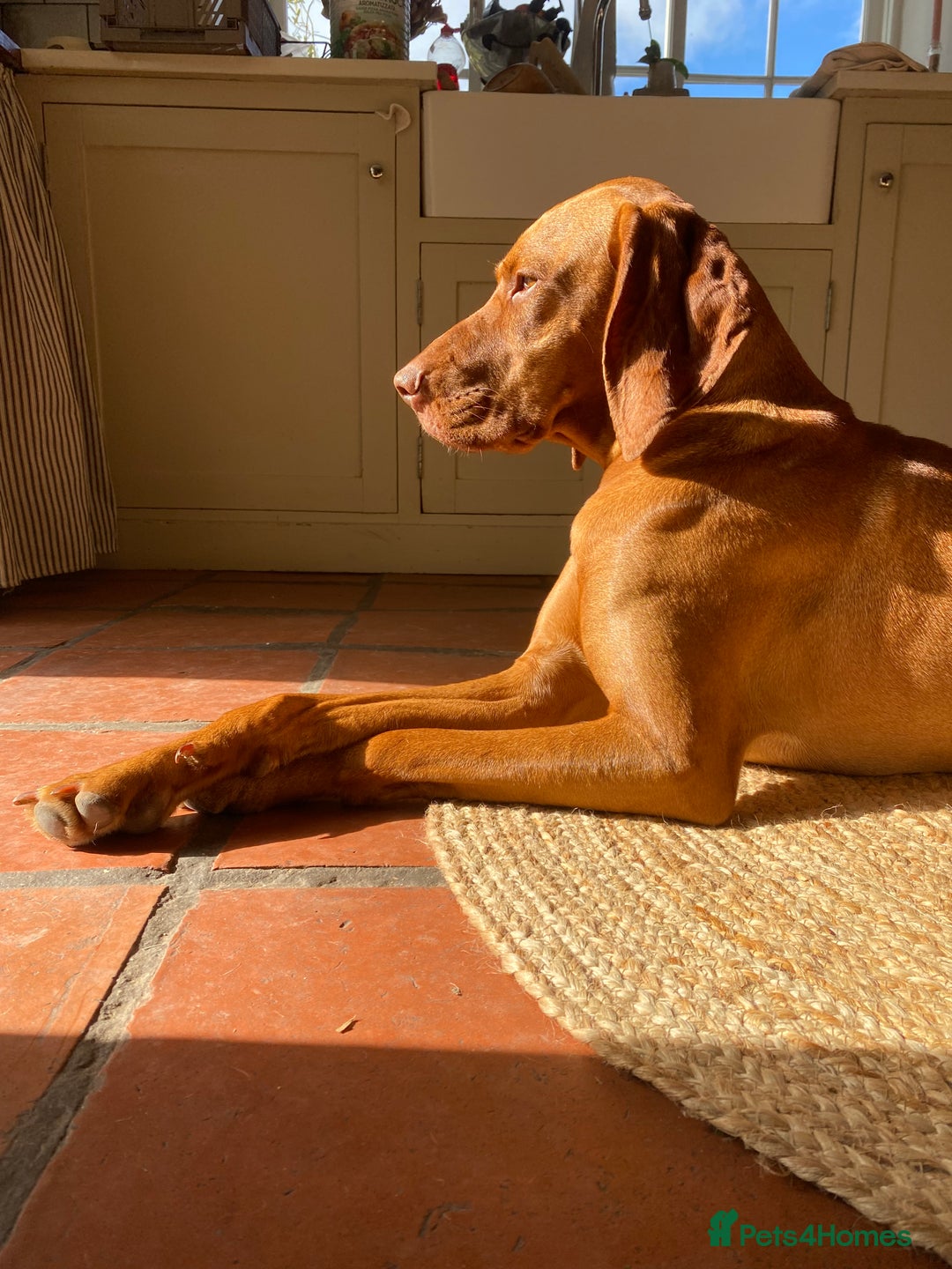 Hungarian Vizsla dogs for sale: Hungarian Vizsla puppies - Image 1