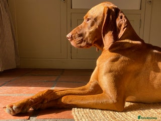 Hungarian Vizsla dogs - Advert 18