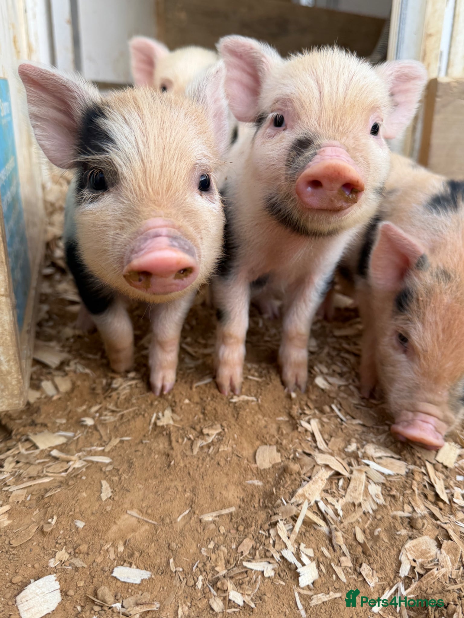 Pig livestock MINI PIGS FOR SALE - Advert 5